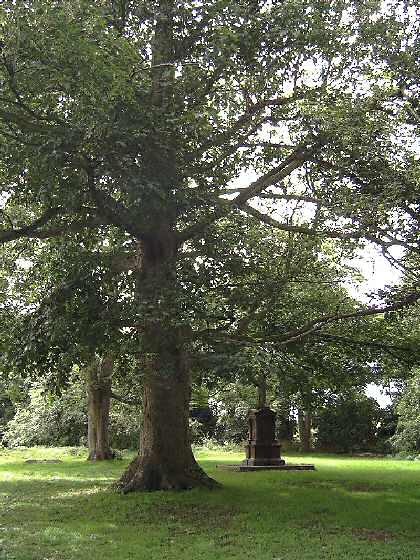 Figures 19. Mature Sycamore trees make a significant contribution to the character of the churchyard.