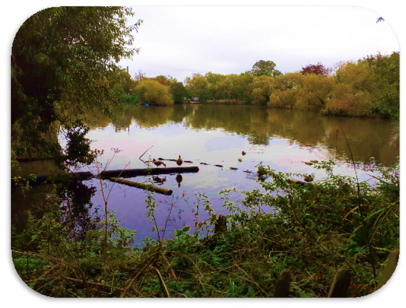 Rochford Wildlife